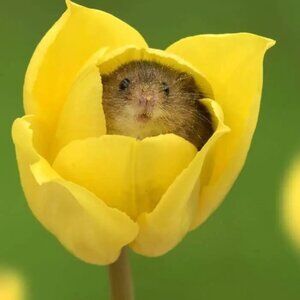 Meet your Posher, Inez